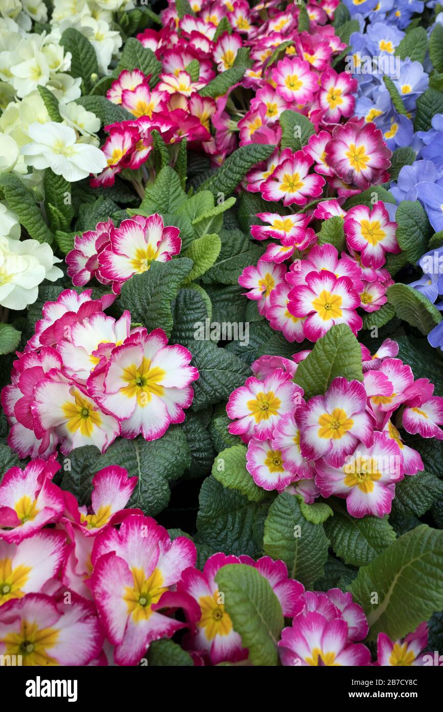 Variedad de coloridas plantas cultivadas primula de marco completo Foto de stock