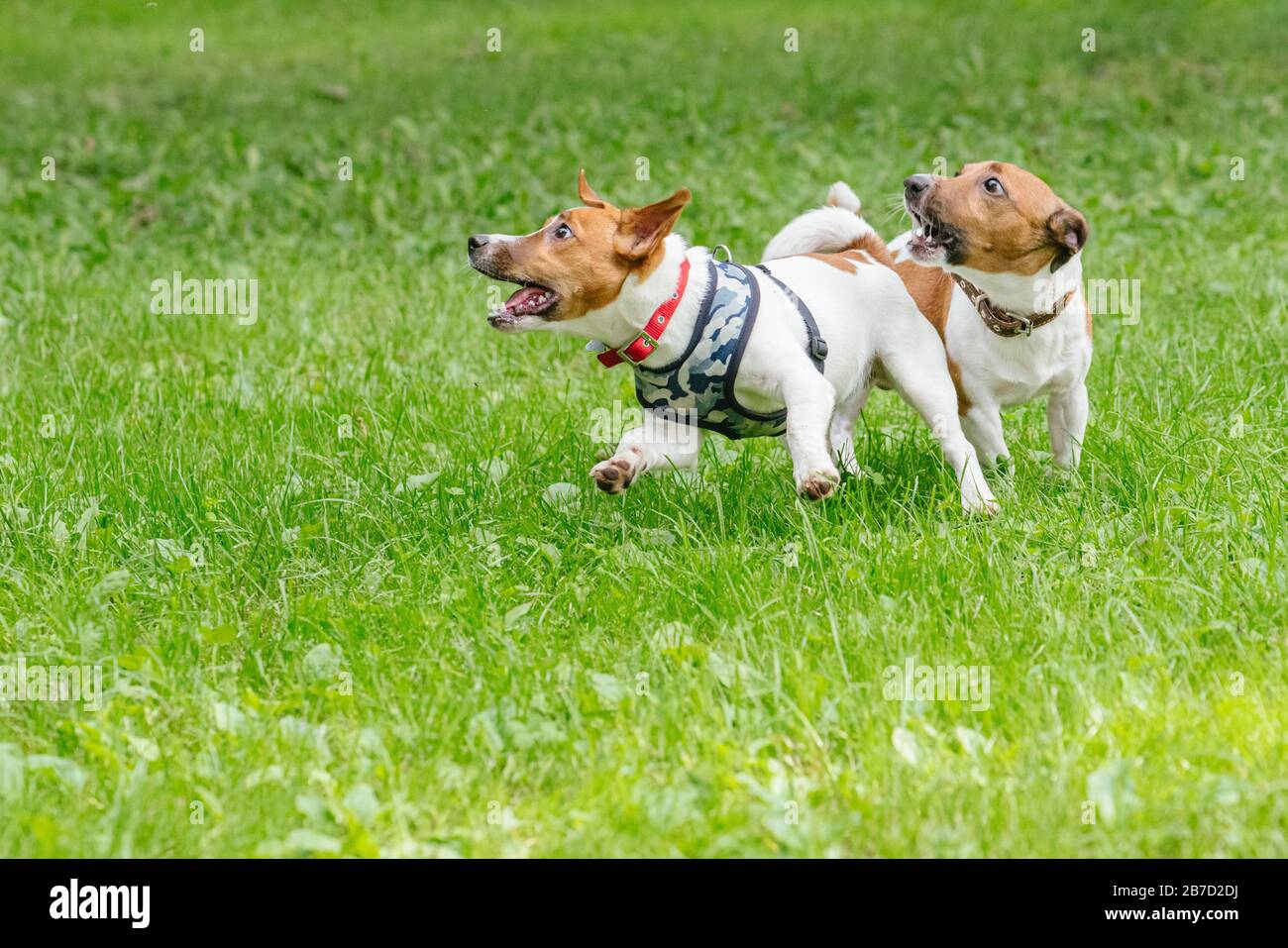 Dos perros jugando con energía y socializando en guardería para mascotas Foto de stock