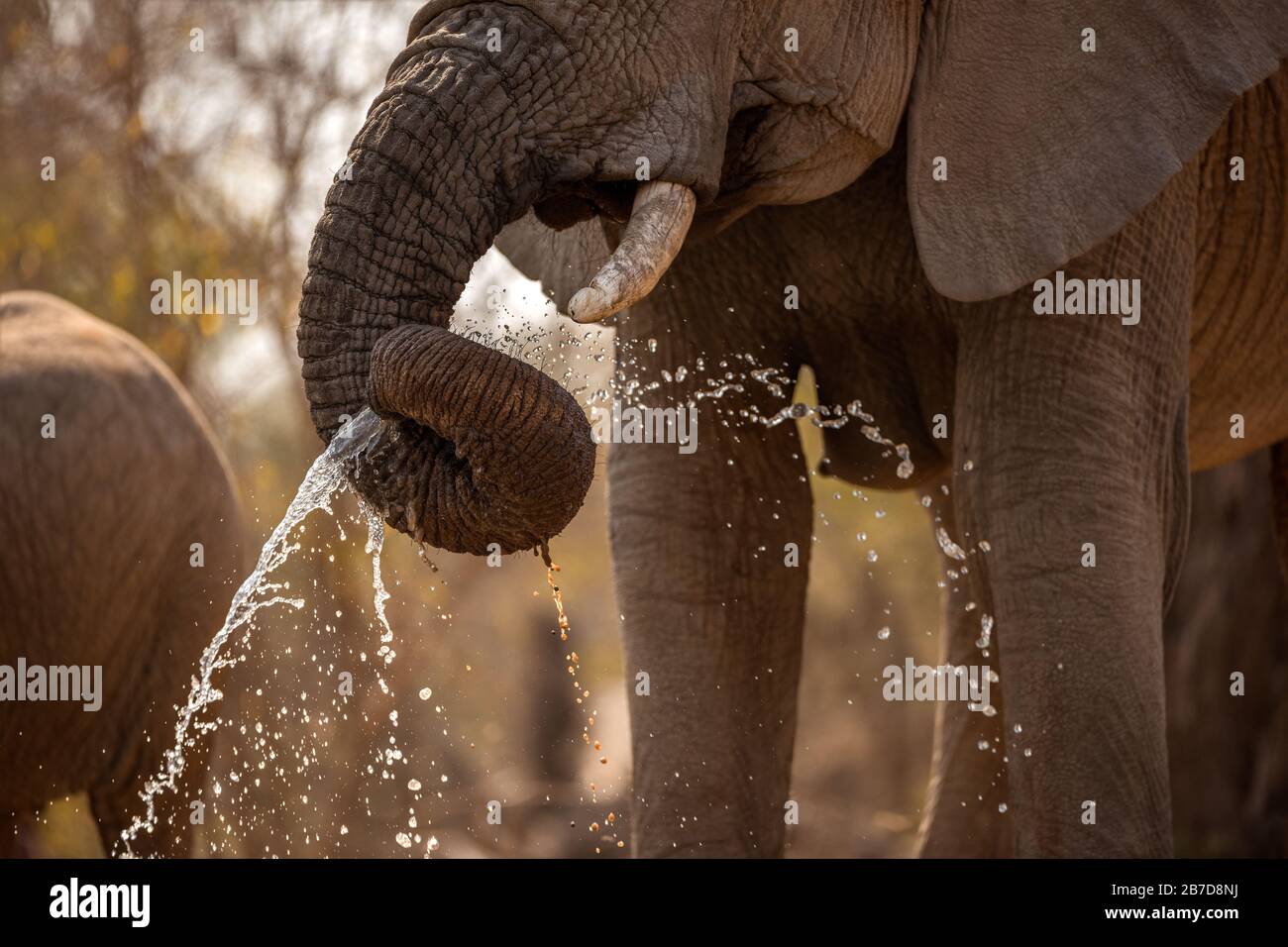 Una hermosa fotografía de acción de primer plano al atardecer de un elefante rociando el agua de su borracho mientras bebe en un agujero de agua en Madikwe Foto de stock