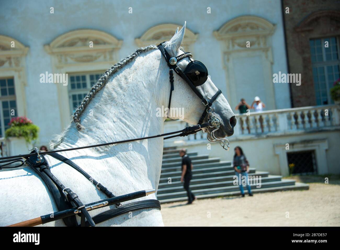 Una hermosa cabeza de caballo blanco durante el concurso internacional de ataques tradicionales Foto de stock