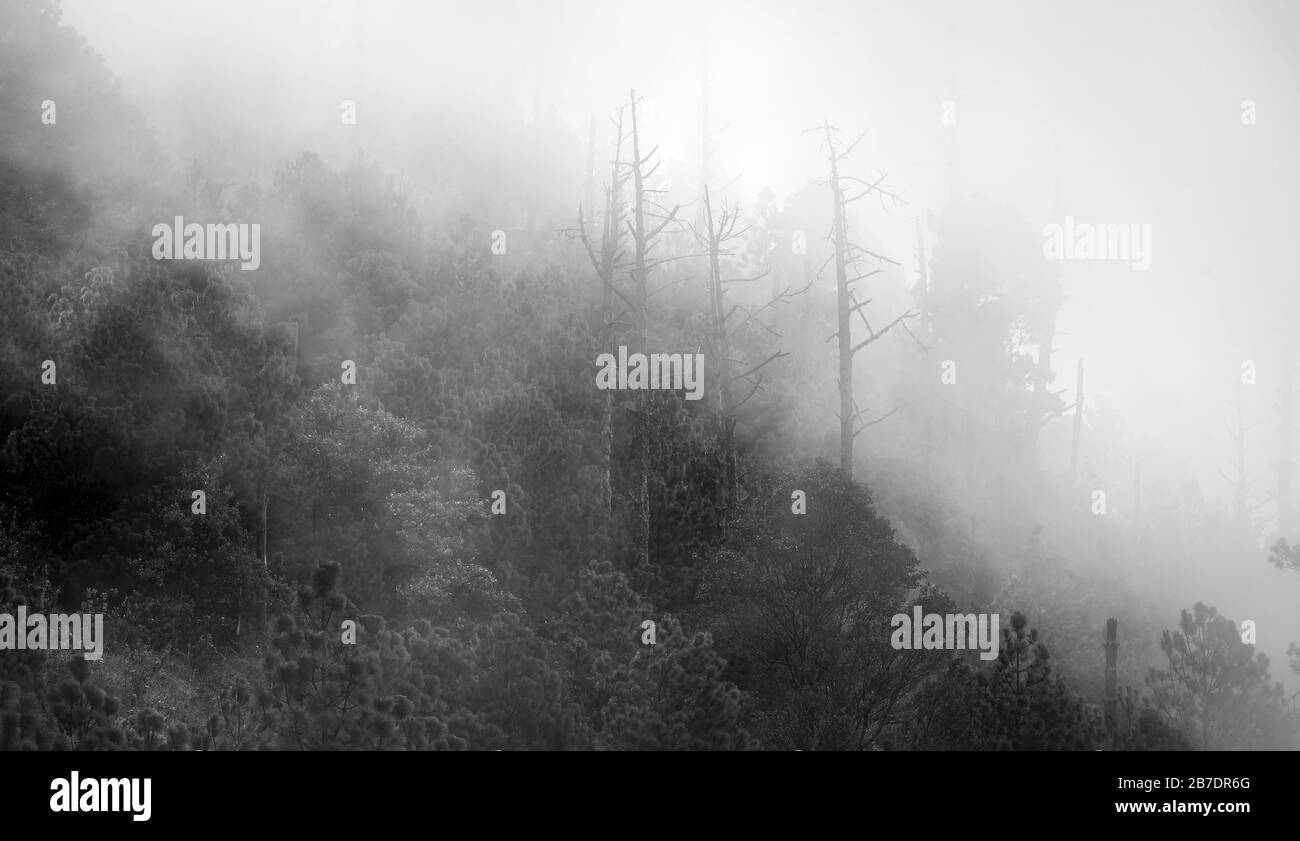 Vistas del paisaje forestal con nubes y niebla en el sendero hacia el volcán Acatenango en Guatemala, Centroamérica Foto de stock