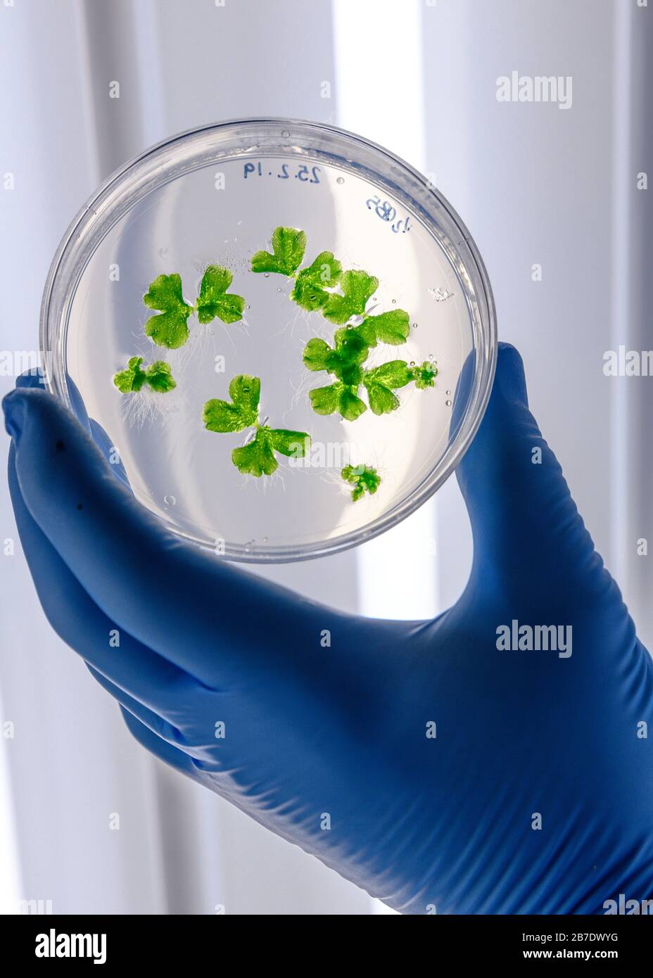 Cultivos de manipulación científica en placas de Petri en refrigeradores de laboratorio de biociencia. Concepto de ciencia, laboratorio y estudio de enfermedades. Foto de stock