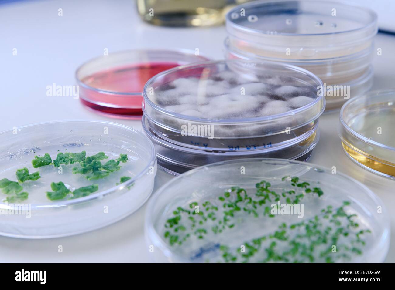 Cultivo microbiológico en una placa de Petri para la investigación de biociencias farmacéuticas. Concepto de ciencia, laboratorio y estudio de enfermedades. Foto de stock