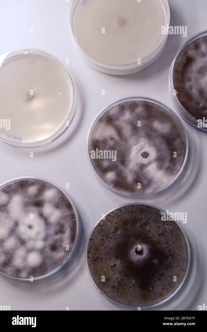 Cultivo microbiológico en una placa de Petri para la investigación de biociencias farmacéuticas. Concepto de ciencia, laboratorio y estudio de enfermedades. Foto de stock