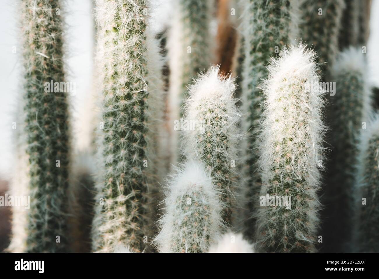 Especies de cactus columnares peruanos: Old Man o Cotton Ball o Snowball Cactus o Wooly Espostoa (Espostoa Lanata var. Sericata) Foto de stock