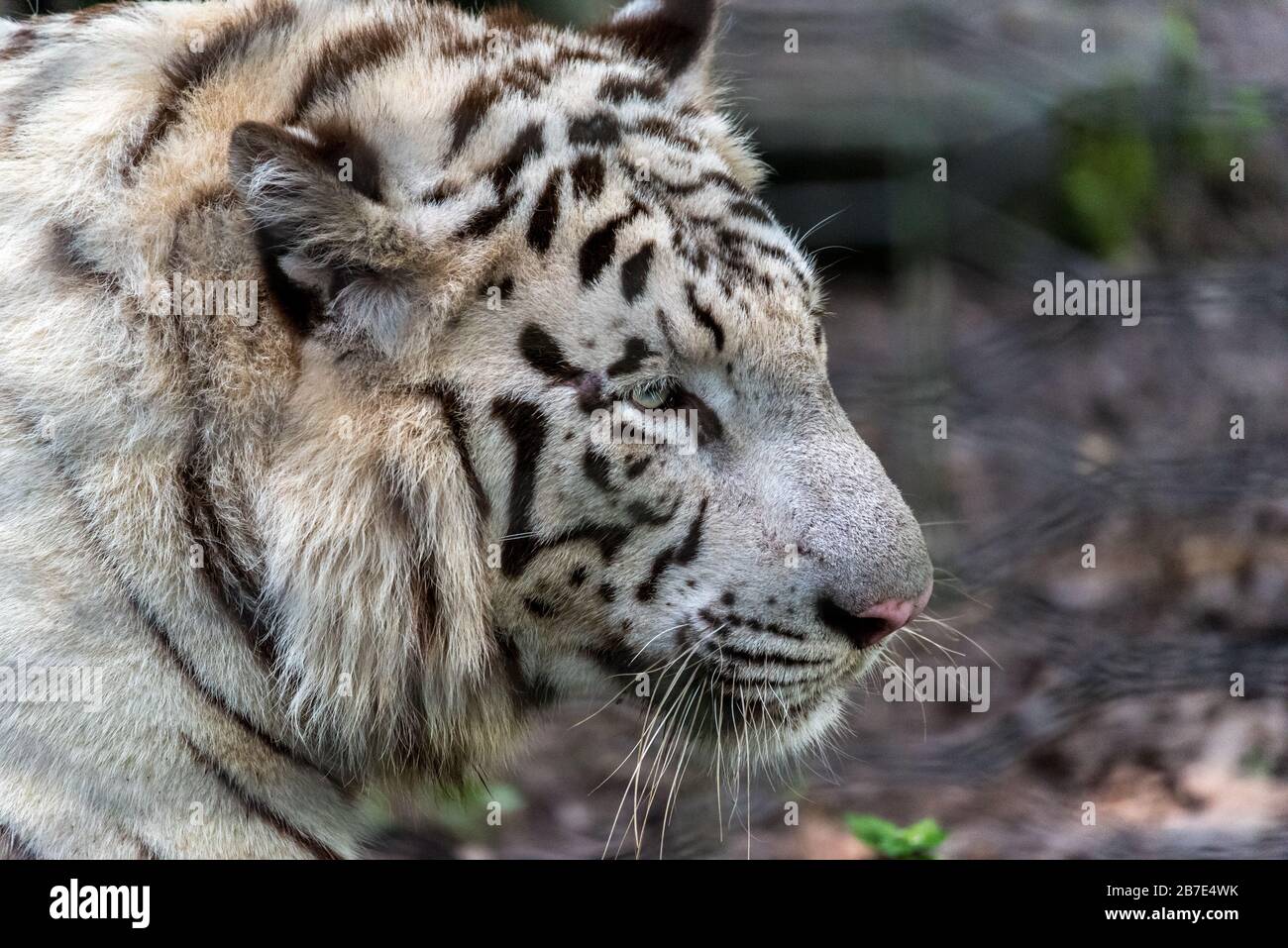 White Tiger, zoológico de Chongqing Foto de stock