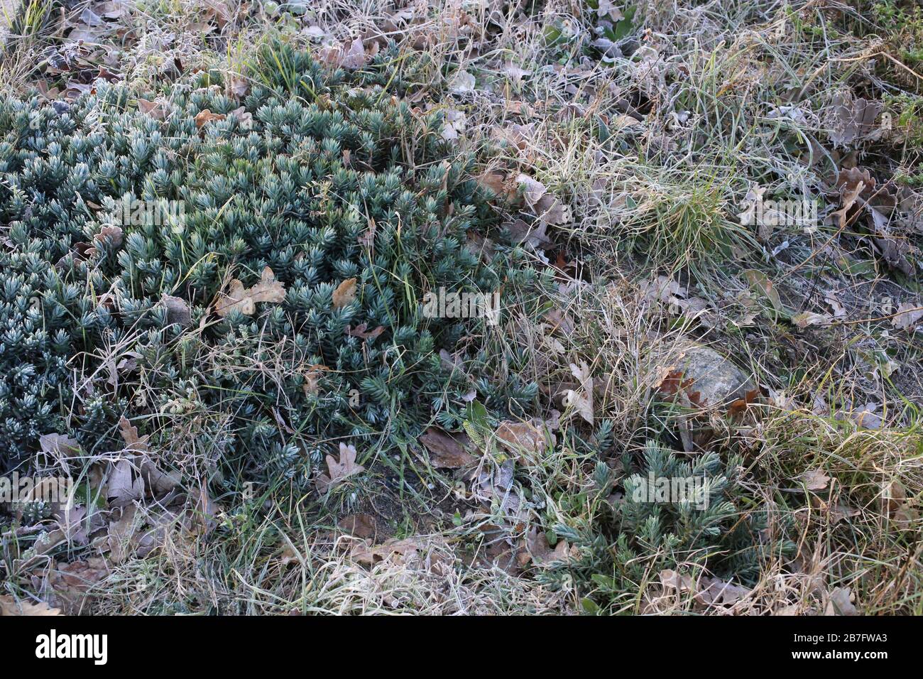 Sedum sediforme - plantas silvestres inyectadas en el otoño. Otoño Foto de stock