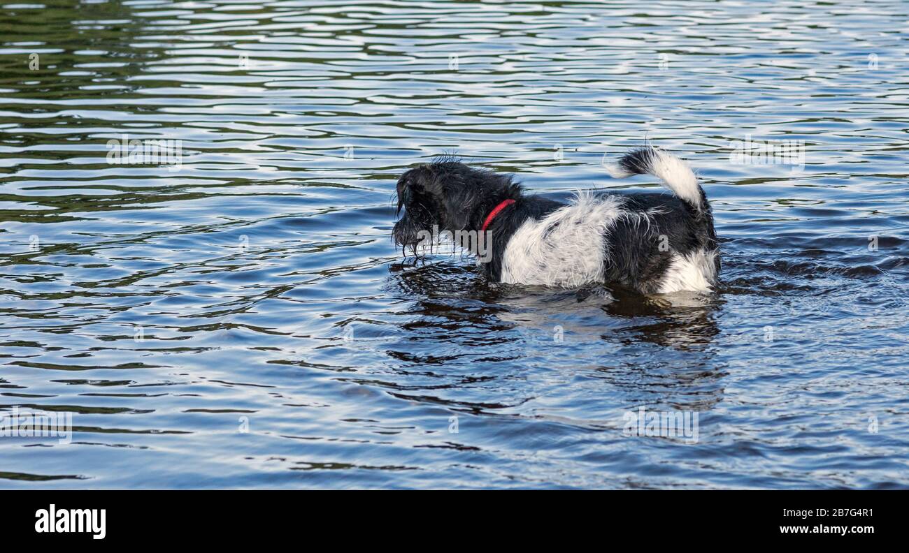 Terrier en busca de palo en el río Foto de stock