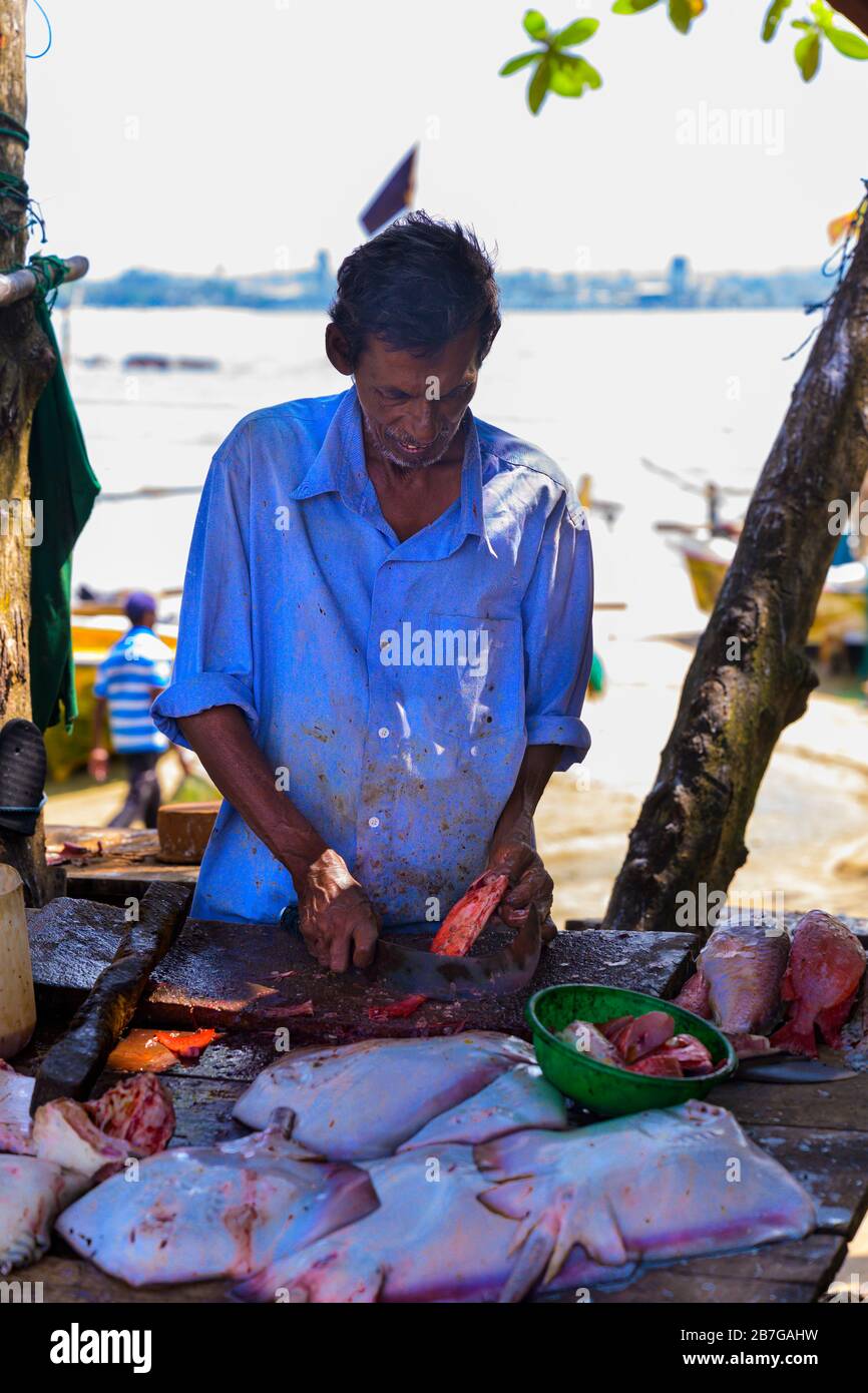 Sur de Asia Sri Lanka Fort Galle colonial centro ciudad antiguo puerto antiguo puerto de pescado fresco puesto negro moteado pez salmonete muleta tabla de cortar Foto de stock