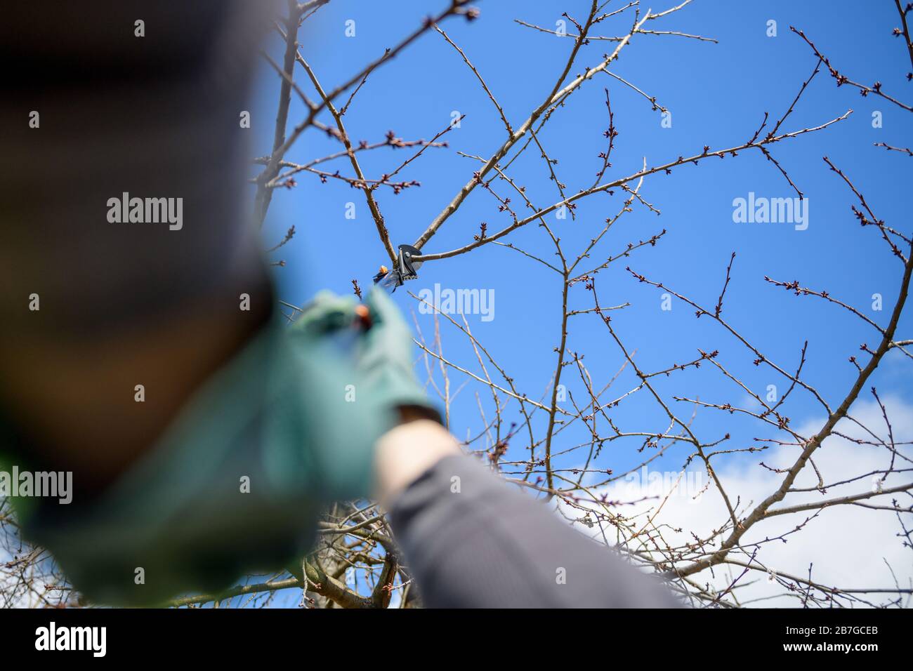 Hombre irreconocible podando árboles frutales en su jardín. Jardinero macho usando tijeras de poda telescópicas. Jardinería en primavera. Punto de perspectiva personal Foto de stock