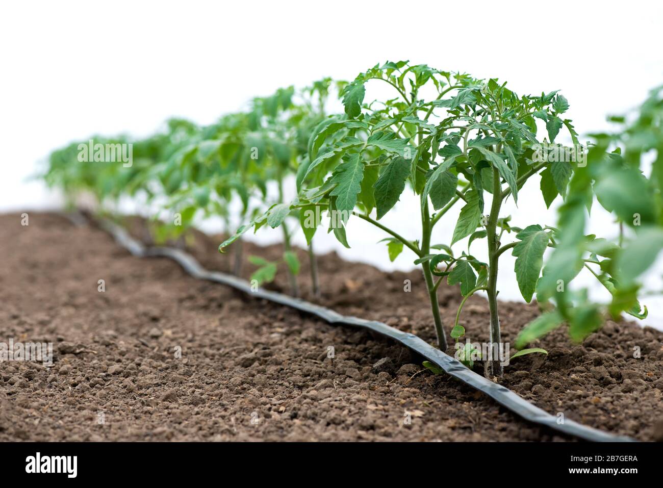 Plantas de tomate en un invernadero y un tallo de riego por goteo - enfoque  selectivo, fondo blanco Fotografía de stock - Alamy