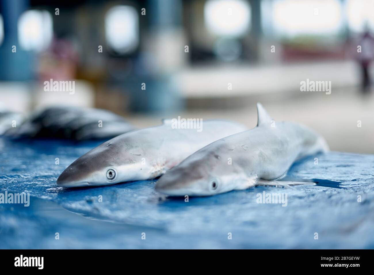 Tiburon Bebe Fotos E Imagenes De Stock Alamy Tiburon Bebe Fotos E Imagenes De Stock Alamy