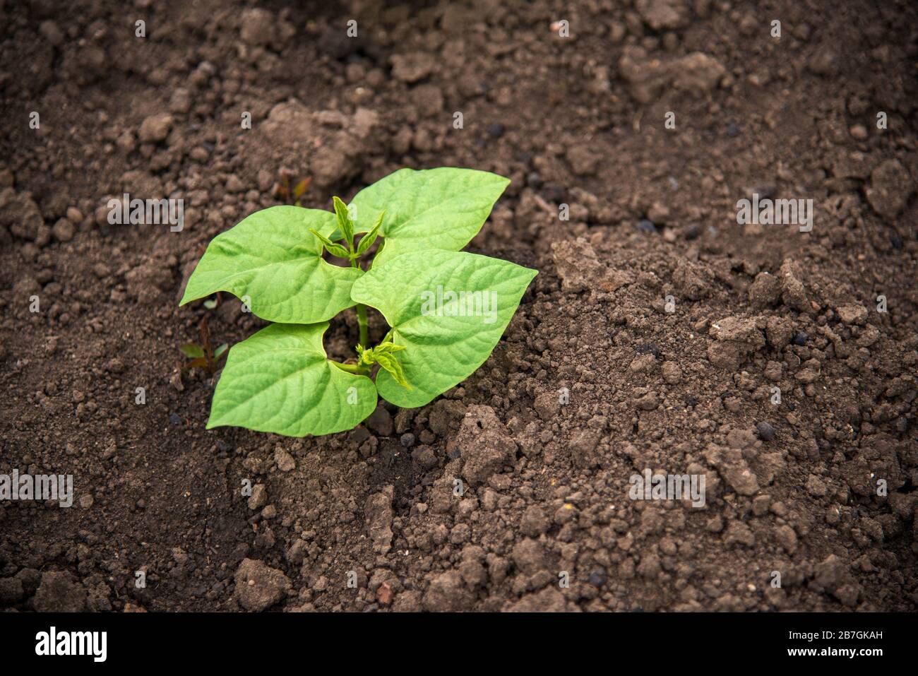 Plantas de frijol joven en el jardín - oncept de una nueva vida - copiar espacio Foto de stock