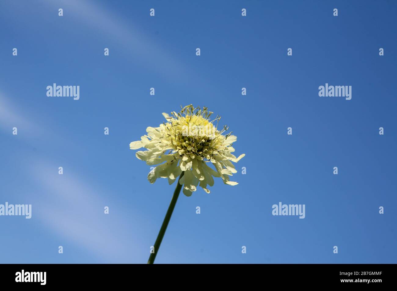 Cephalaria gigantea - una sola flor contra el cielo azul Foto de stock