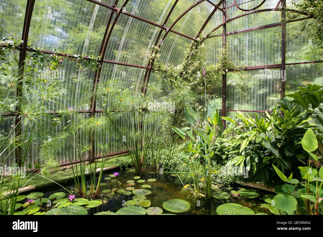 Plantas acuáticas creciendo en una característica de agua, dentro de un invernadero Foto de stock