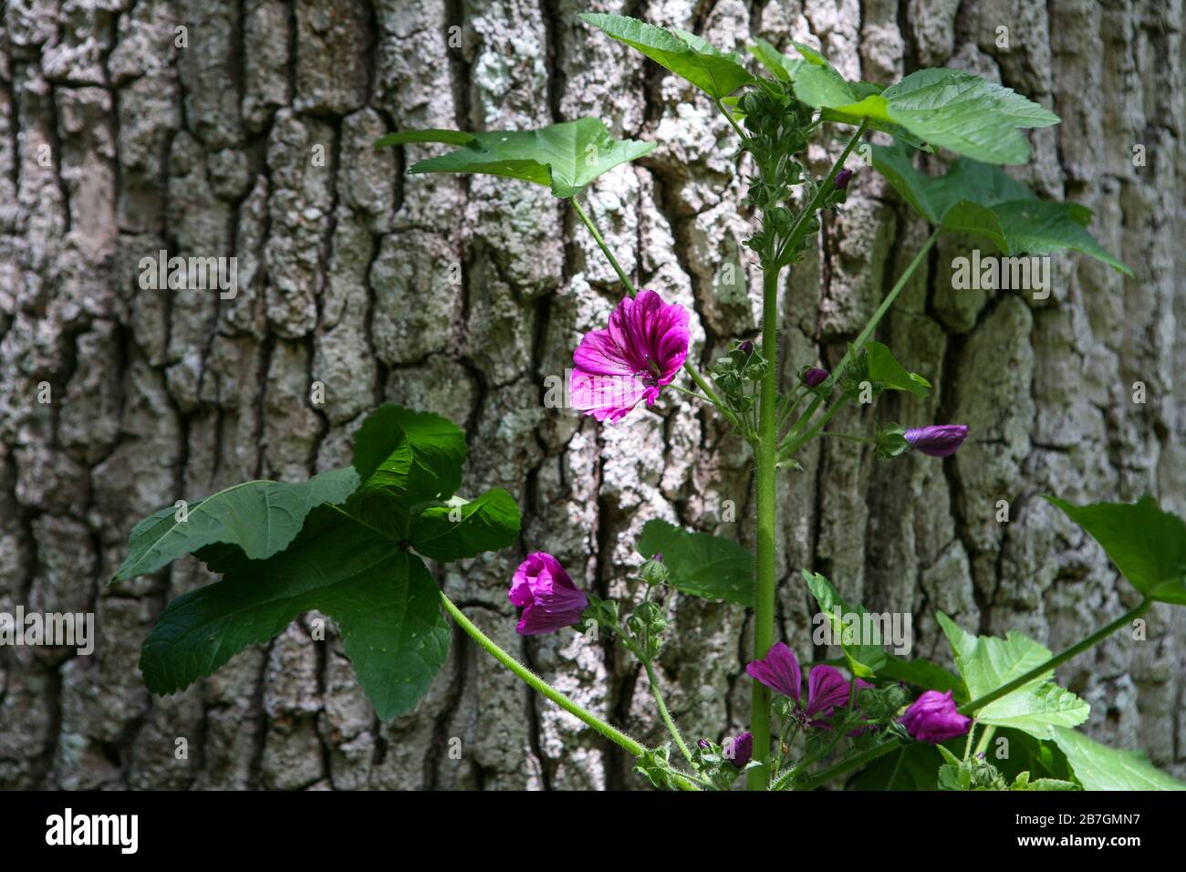 Malva sylvestris var.mauritiana / M. 'Mystic Merlin' / Malva francesa / Hollyhock Malva contra la corteza del árbol Foto de stock