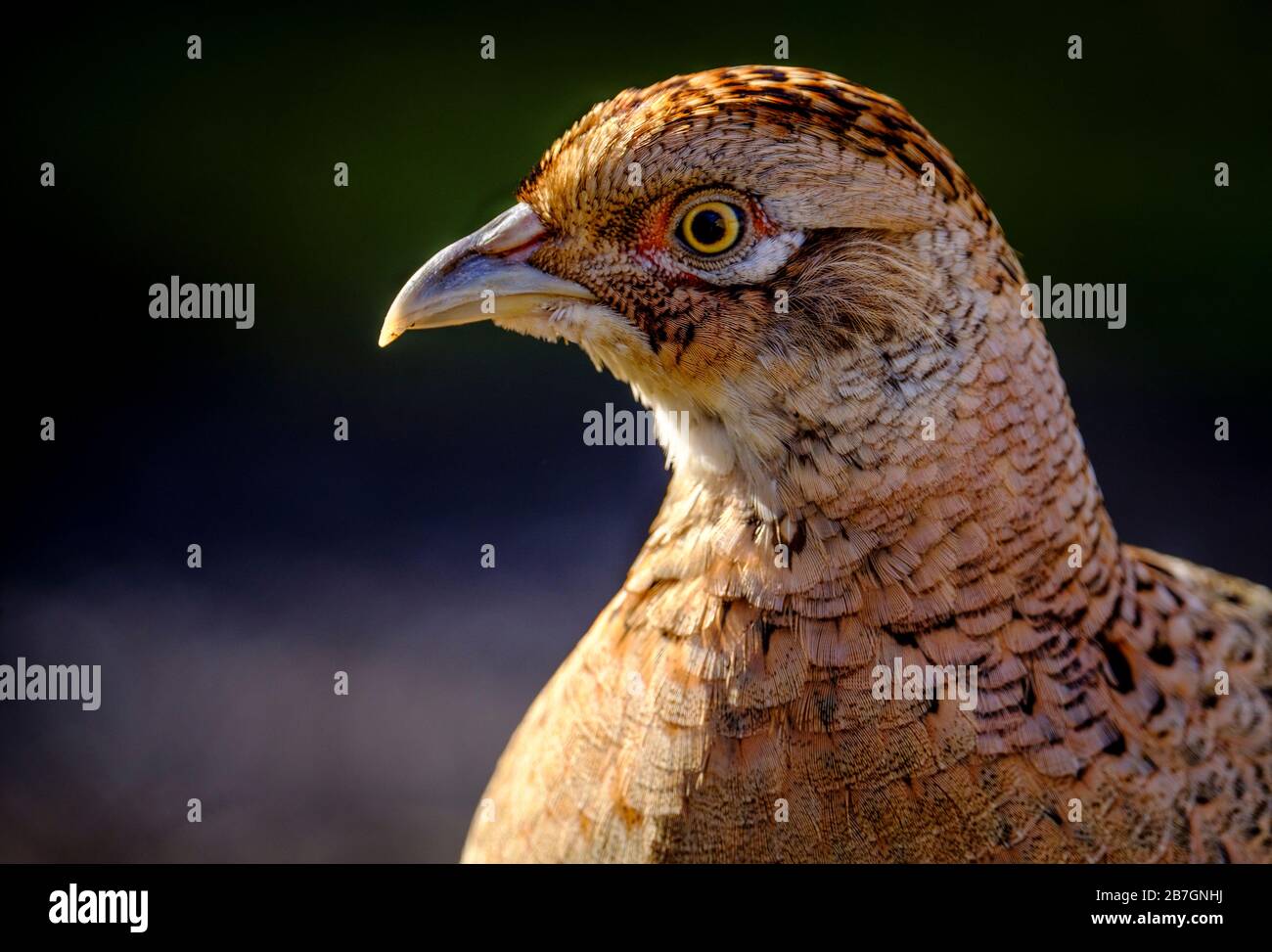 Faisán femenino (Phasianus colchicus) en Lanarkshire del Sur, Escocia Foto de stock