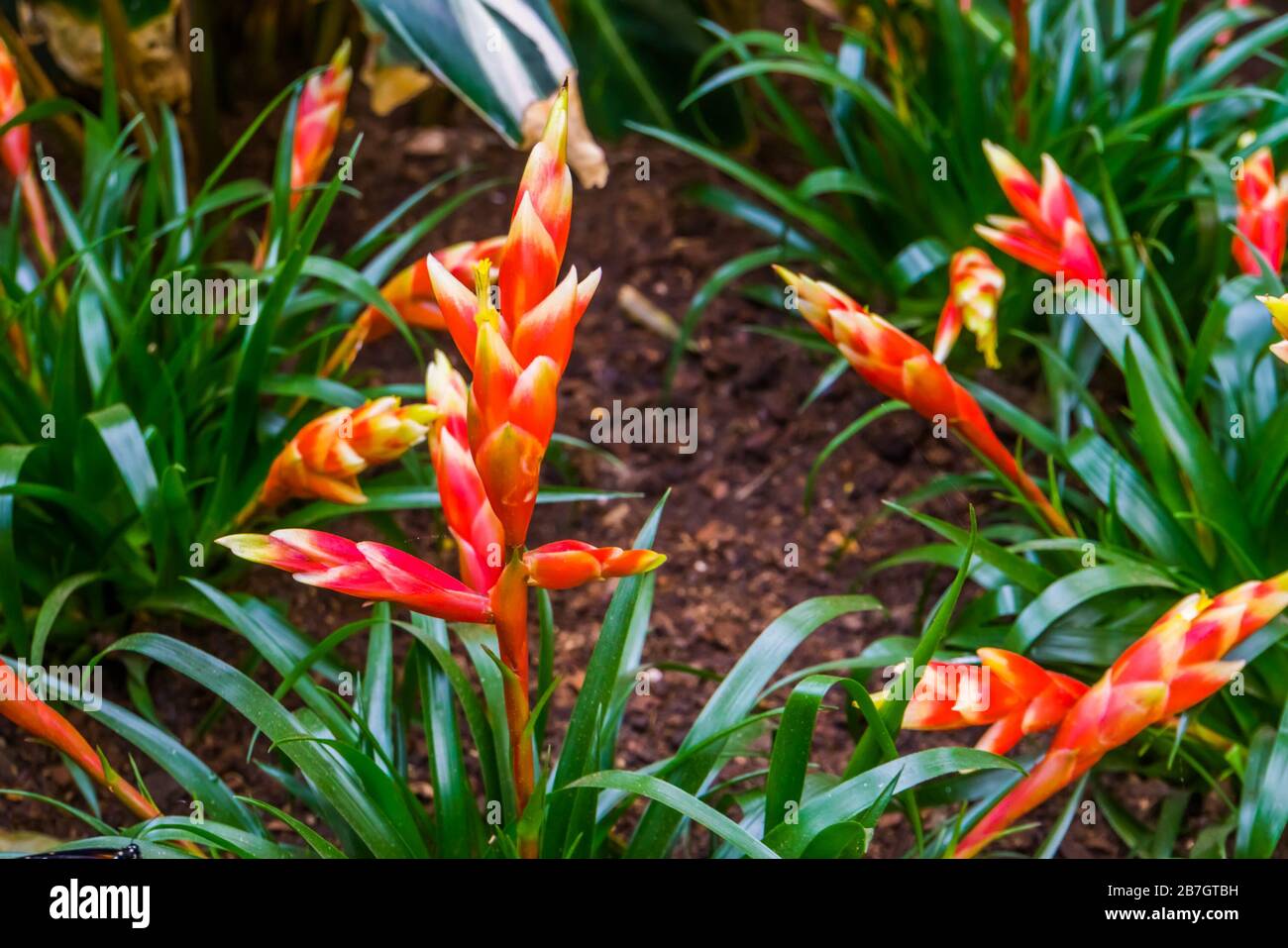 vriesea multiflower astrid, flores de espada flameantes, especie de planta  tropical de América Fotografía de stock - Alamy