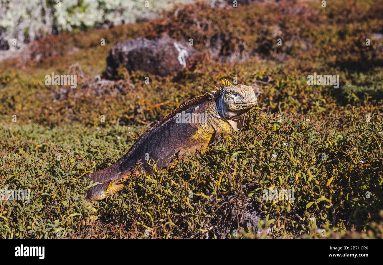 Gran iguana macho escamosa surge del subcrecimiento en las Islas Galápagos, Ecuador Foto de stock