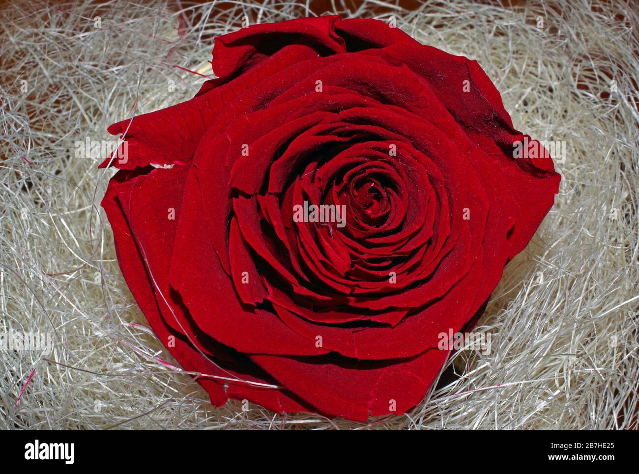 Rosa roja liofilizada en primer plano de paja Fotografía de stock - Alamy