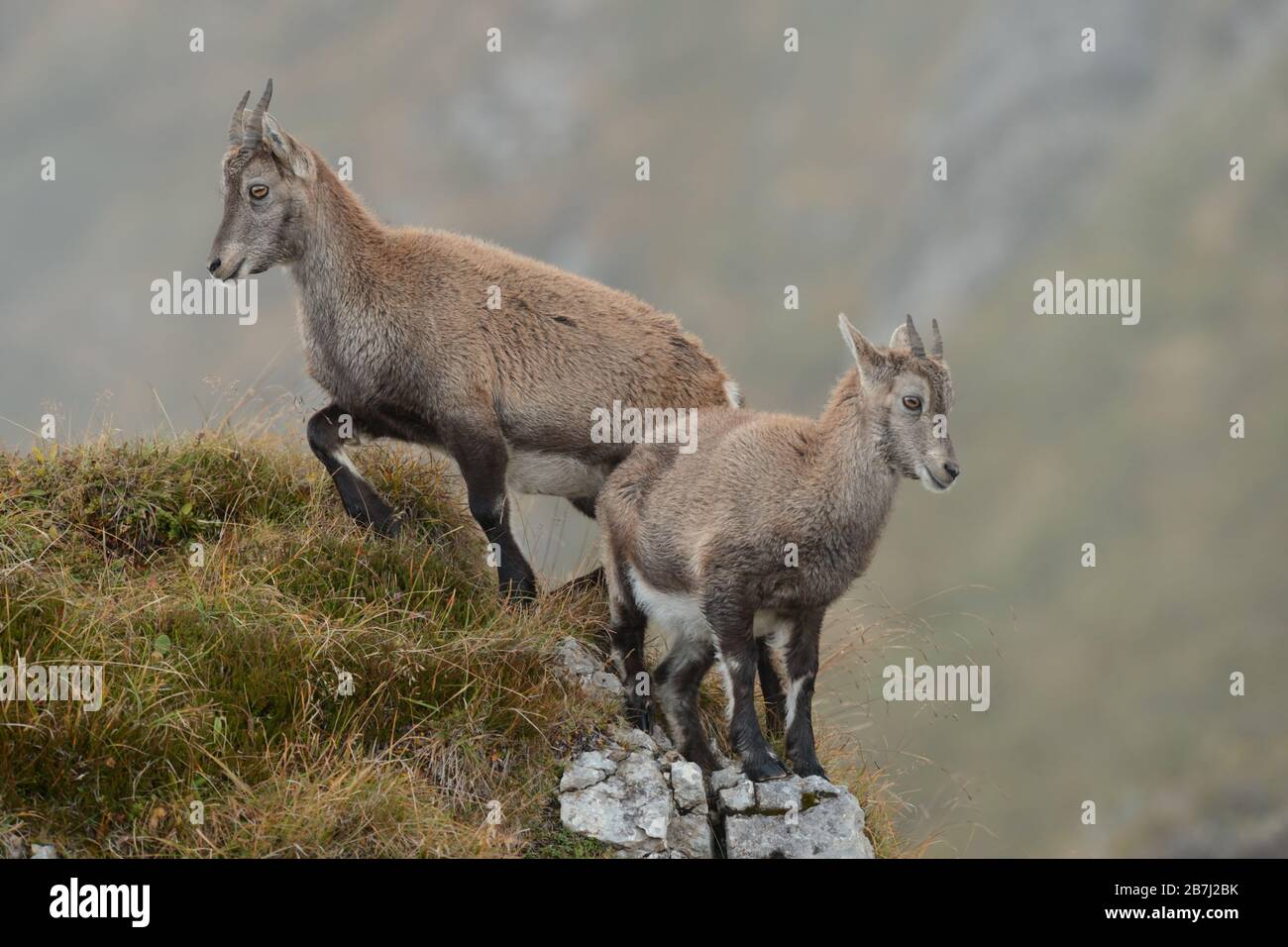Alpine Ibex ( Capra ibex ) en la sierra alta salvaje, dos animales jóvenes en el típico terreno de montaña, vida silvestre, alpes suizos, Europa. Foto de stock