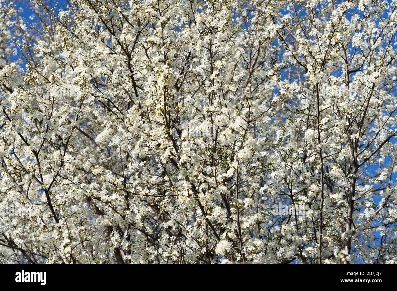 el melocotón blanco florece en el concepto de primavera del cielo azul Foto de stock