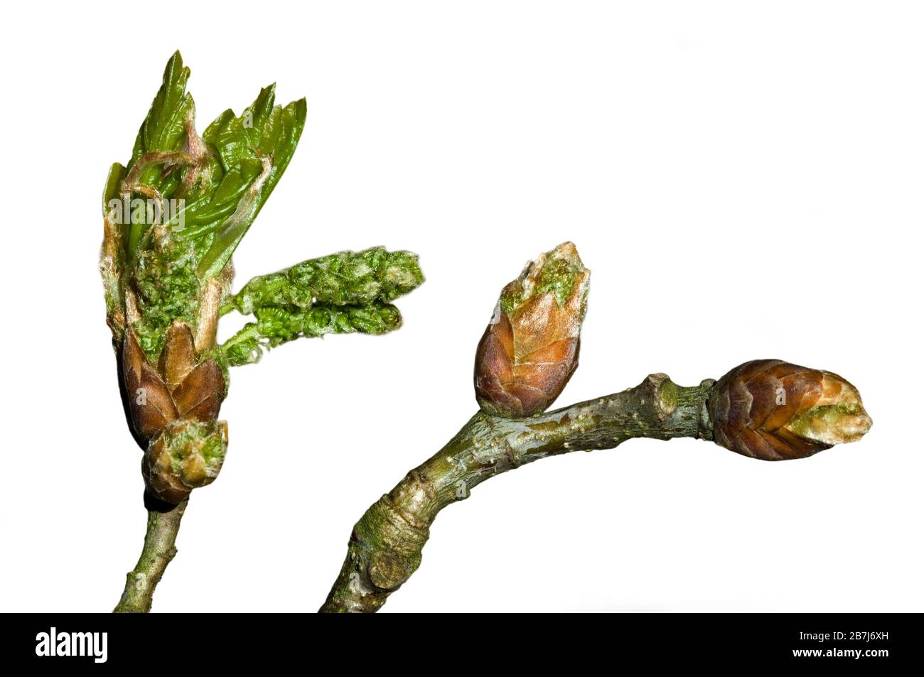 Roble pedunculado / roble inglés (Quercus robur) primer plano de ramita con brotes que se abren y las hojas se despelan en primavera contra fondo blanco Foto de stock