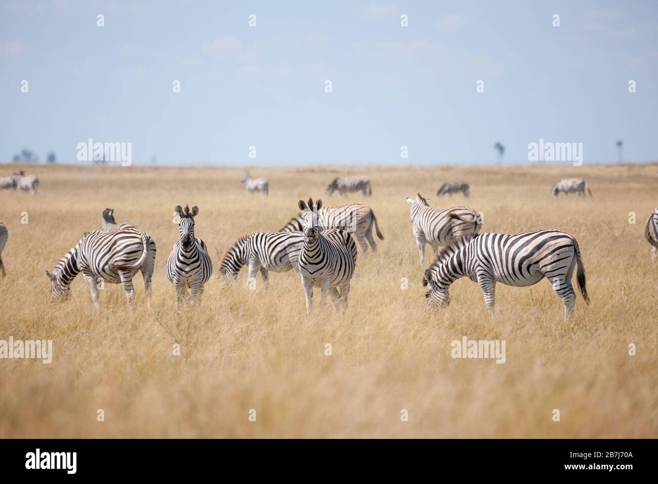 Migración de cebras - Parque Nacional Makgadikgadi Pans - Botswana Foto de stock
