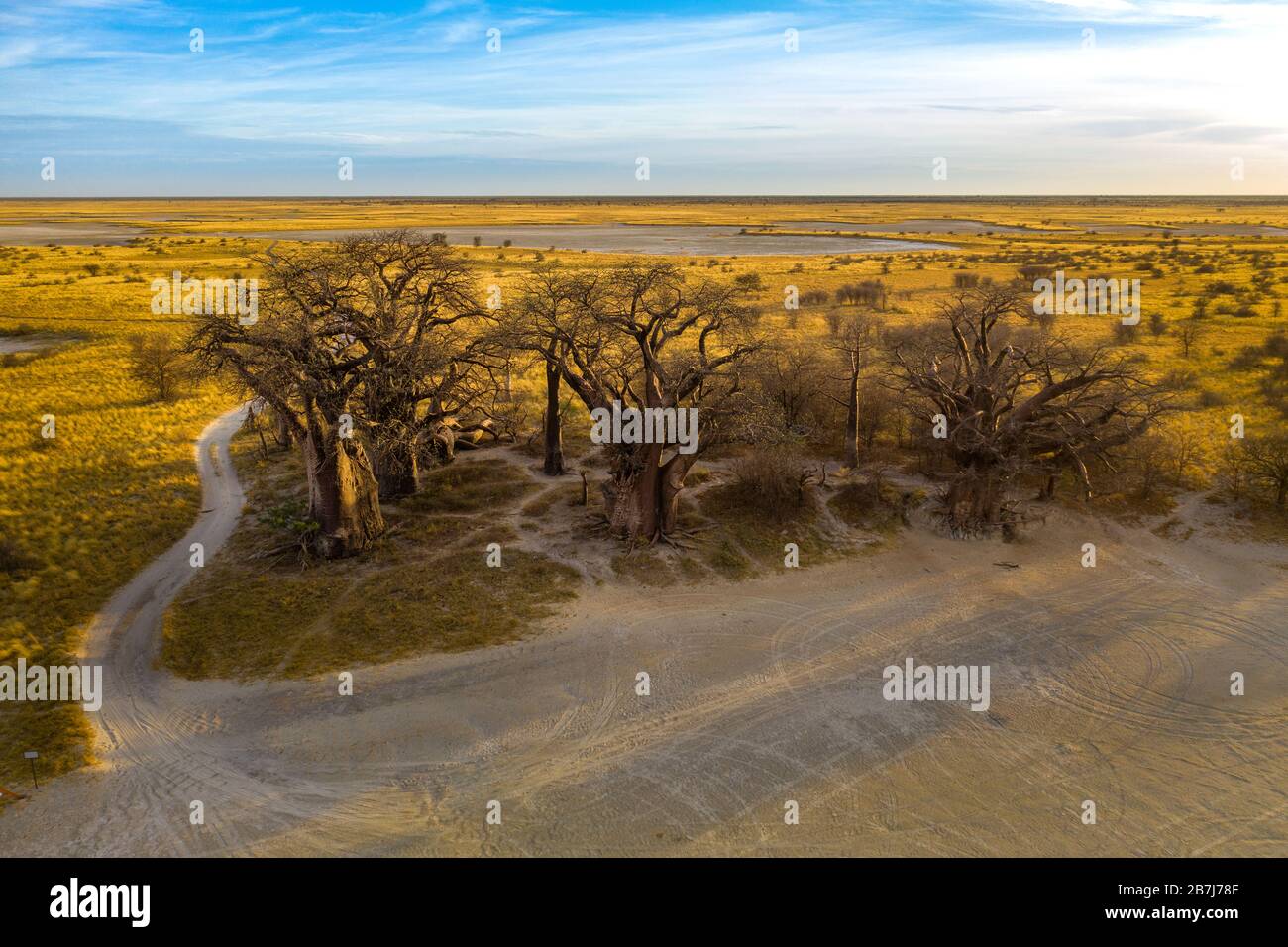 Baines baobab del Parque Nacional Nxai Pan - Botswana Foto de stock