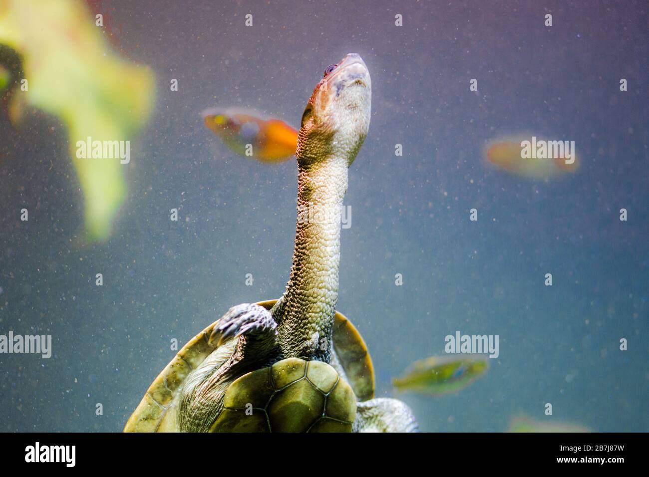 Tortuga del rio amazon fotografías e imágenes de alta resolución - Página 7  - Alamy