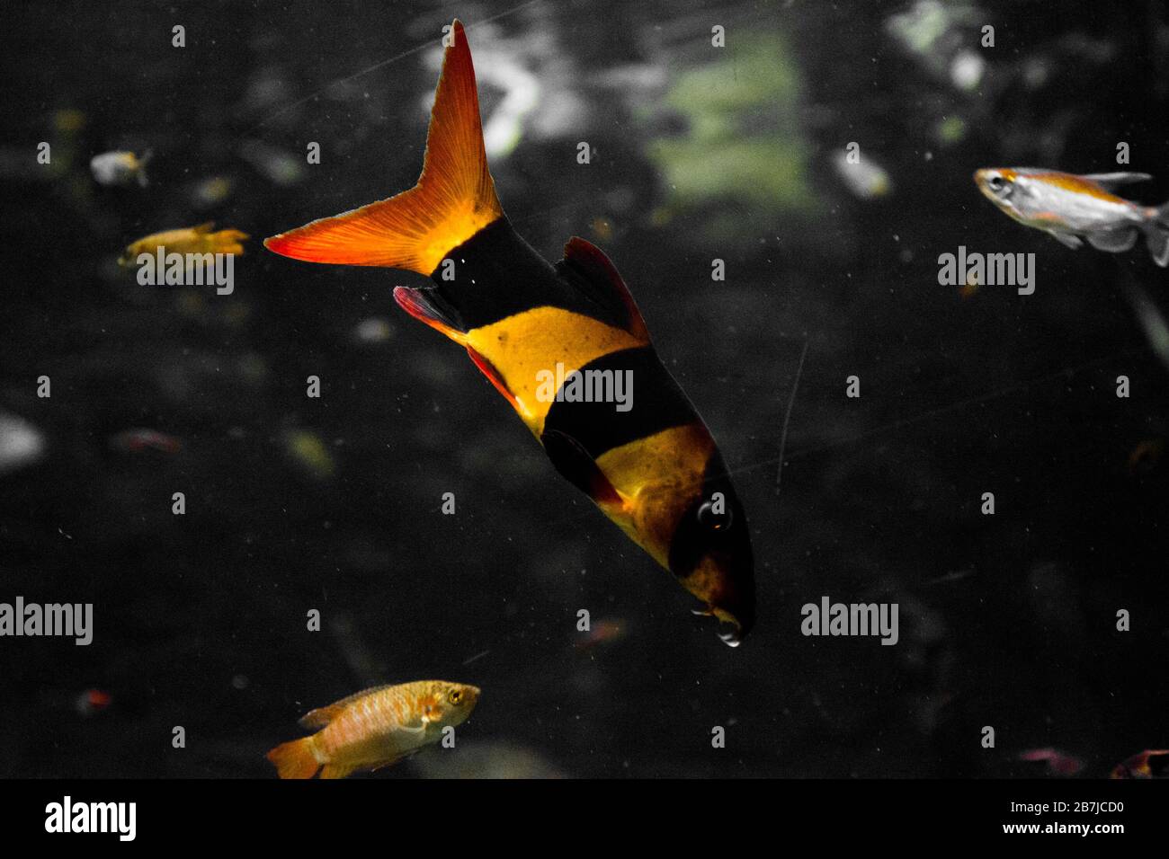 Peces acuarios de agua dulce, el payaso loach de Sumatra y Borneo (cromobotia macracanthus