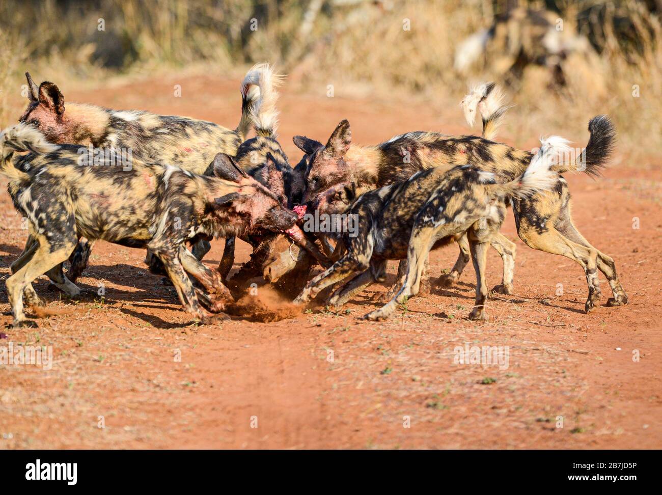 Pack de perros salvajes africanos matando a Warthog Fotografía de stock -  Alamy