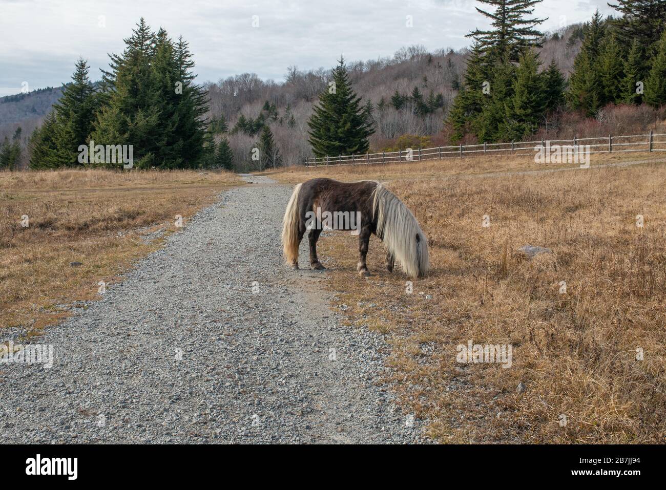 Los ponies salvajes del Parque Estatal Grayson Highlands entretienen a los senderismo a lo largo de la ruta Appalachian. Foto de stock