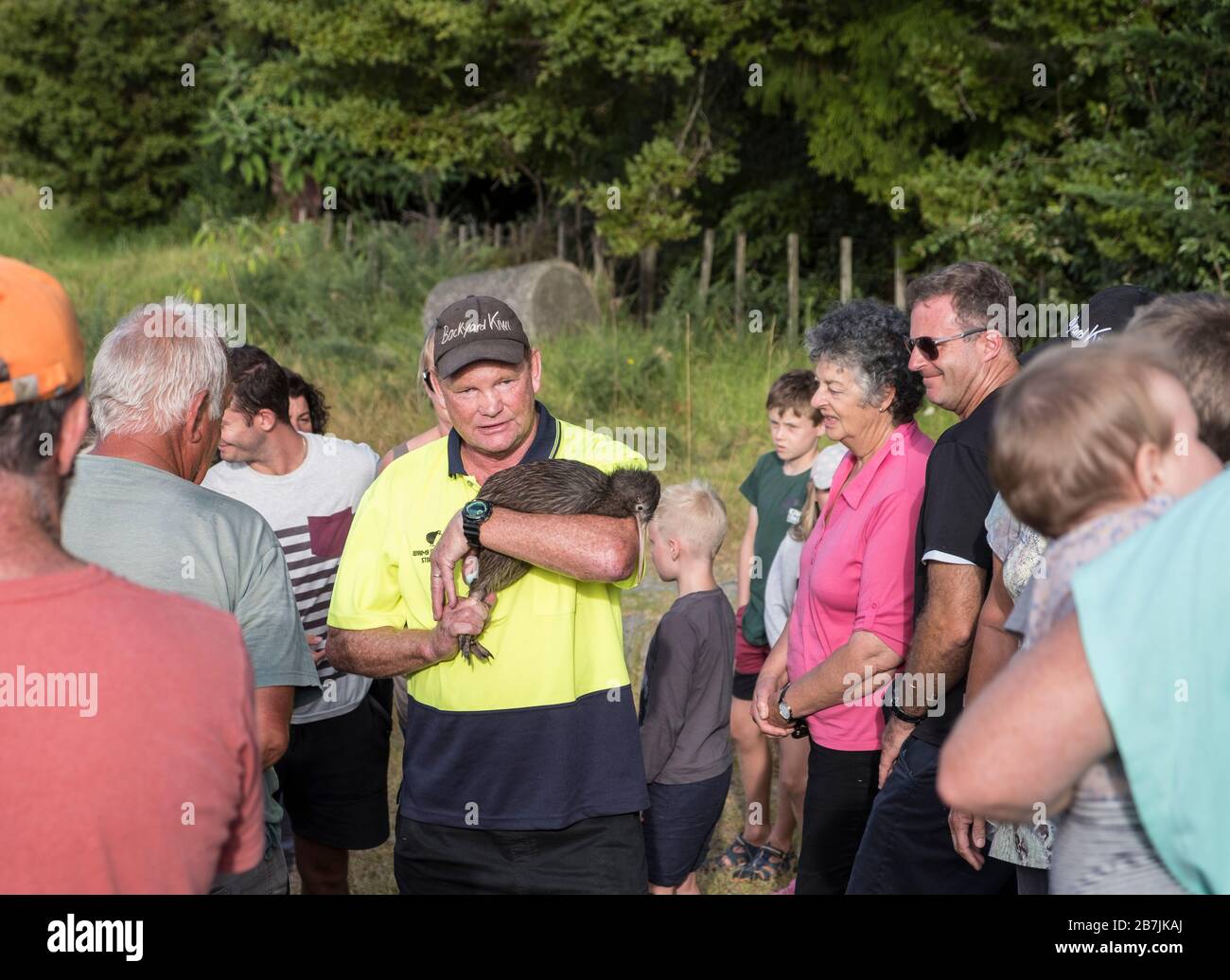 Representante de 'patio trasero Kiwi' con Kiwi equipado con dispositivo de vigilancia de radio en la liberación local de kiwi, Parua Bay cerca de Whangarei, Isla del Norte, Nueva Zelanda Foto de stock