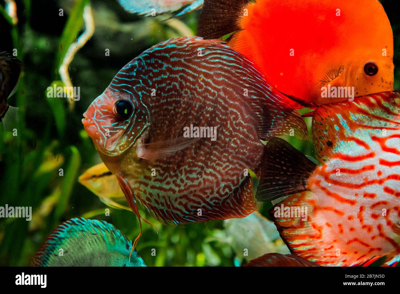 peces discus en acuario, peces tropicales. Symphysodon disco del río Amazonas. Diamante azul, piel de serpiente, turquesa rojo y mucho más Foto de stock