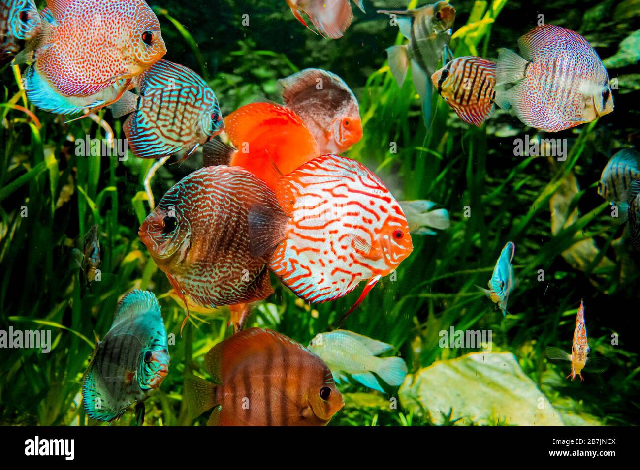 peces discus en acuario, peces tropicales. Symphysodon disco del río Amazonas. Diamante azul, piel de serpiente, turquesa rojo y mucho más Foto de stock