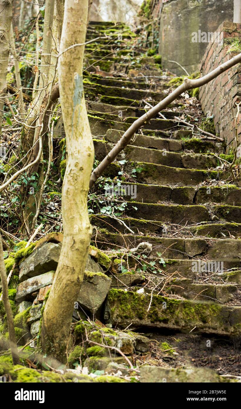 Antiguos escalones de piedra desiguales conducen hacia arriba a través de la madera desde el río Eden, Armathwaite, Carlisle, Inglaterra, Reino Unido Foto de stock