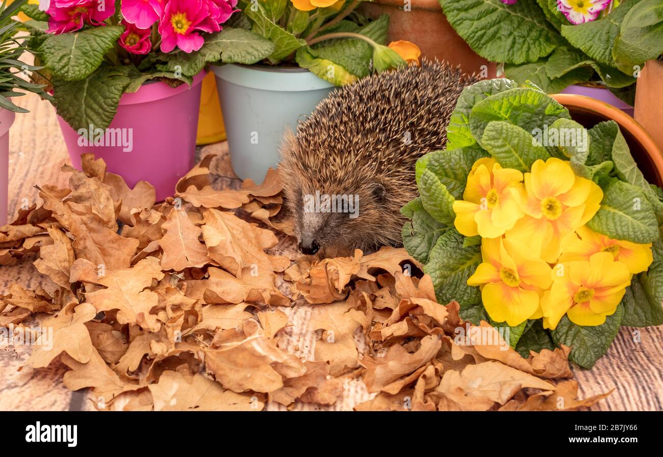 Hedgehog (nombre científico: Erinaceus europaeus), salvaje, nativo, europeo hedgehog que emerge de la hibernación a principios de la primavera. Con plántulas coloridas Foto de stock