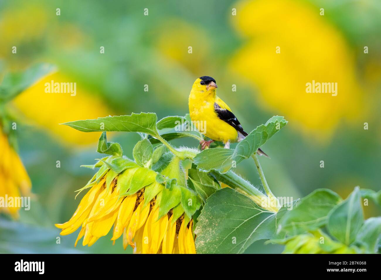 01640-16612 American Goldfinch (spinus tristis) macho en Sunflower Sam Parr St. Pk. Jasper Co. IL Foto de stock