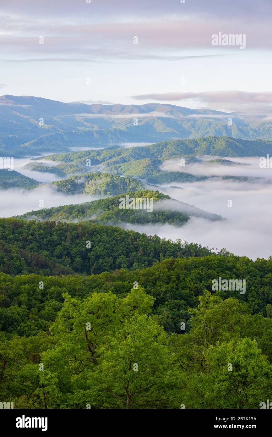 66745-04920 niebla a primera hora de la mañana a lo largo de Foothills Parkway Great Smoky Mountains National Park TN Foto de stock