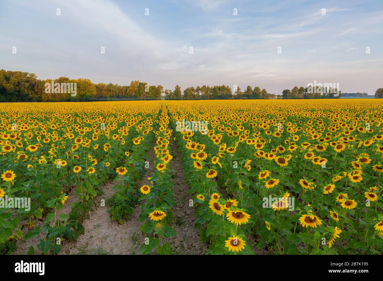 63801-15117 Sunflower Field Jasper Co. IL Foto de stock