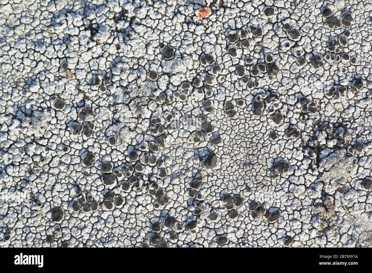 Los rizocarpones o líquenes MAP se consideran el organismo vivo más antiguo de la Tierra, con una edad estimada de 8,600 años. Espécimen de Finlandia Foto de stock