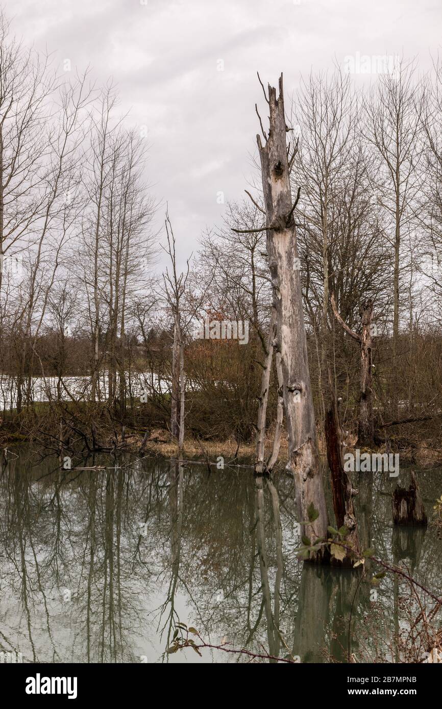 Pequeño pantano con agua estancada y árboles rotos Foto de stock