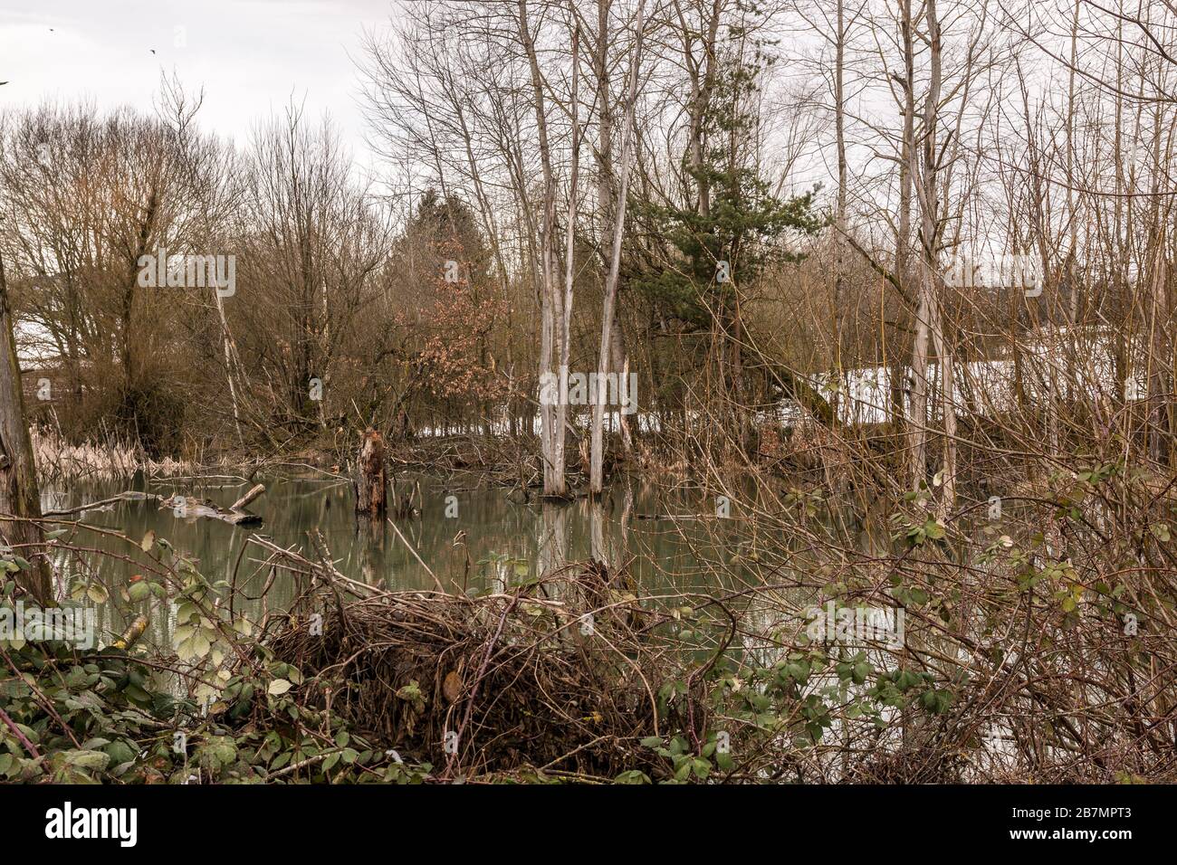 Pequeño pantano con agua estancada y árboles rotos Foto de stock