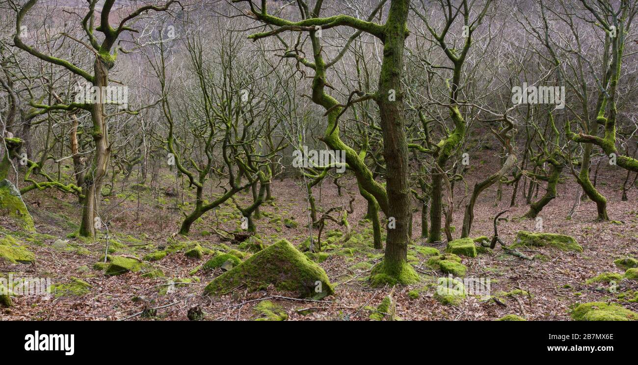 Quercus petraea - Betula pubescens - bosque de Dicranum majus, Código Nacional de vegetación NVC W17, Parque Nacional del Distrito de los Picos, Inglaterra Foto de stock