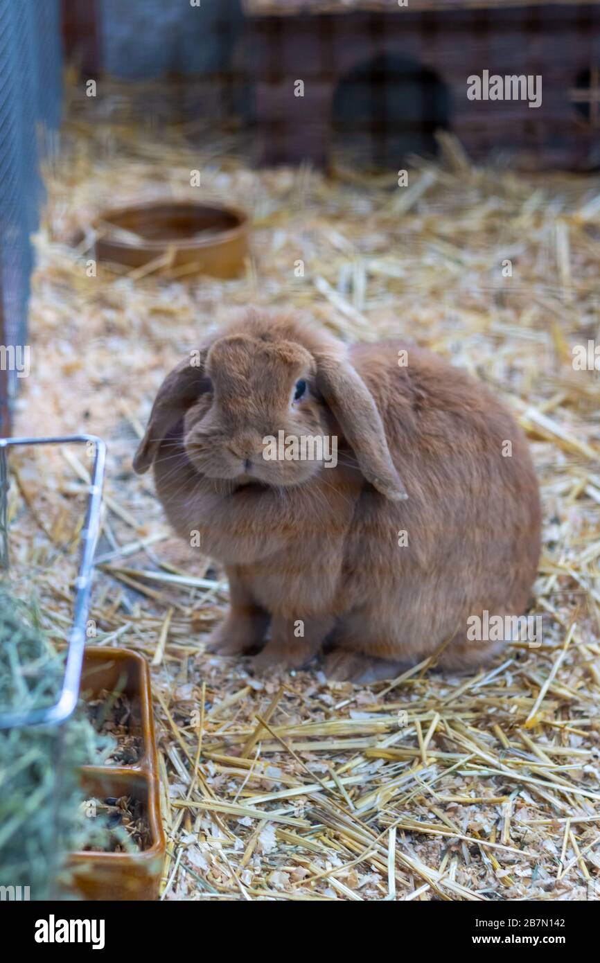 Cable en la conejera del conejo Fotografía de stock - Alamy