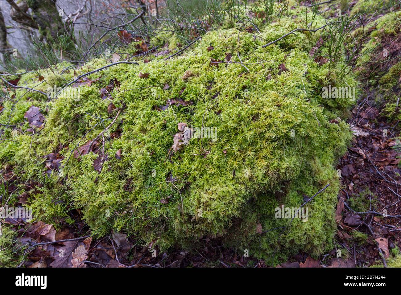 El gran musgo de tallo rojo de Schreber (Pleurozium schreberi) en un bosque de Quercus petraea - Betula pubescens - Dicranum majus (NVC W17), Peak District Nati Foto de stock