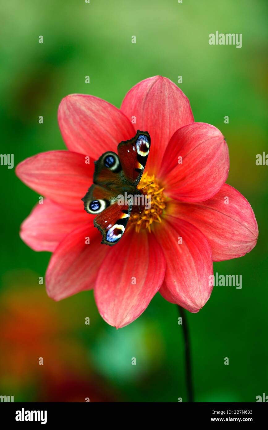 dahlia, pavo real de la mariposa de alimentación en la flor, Aglais io, peony dahlias, plántulas, melocotón naranja flores, floración, la alimentación de las abejas, abejorro agradable, la vida silvestre de jardinería Foto de stock