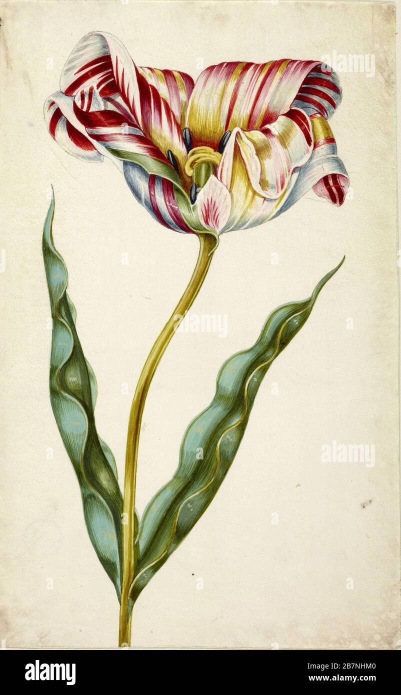 Tulipán, c. 1660. Se encuentra en la Colección de Staatliche Museen, Berlín. Foto de stock
