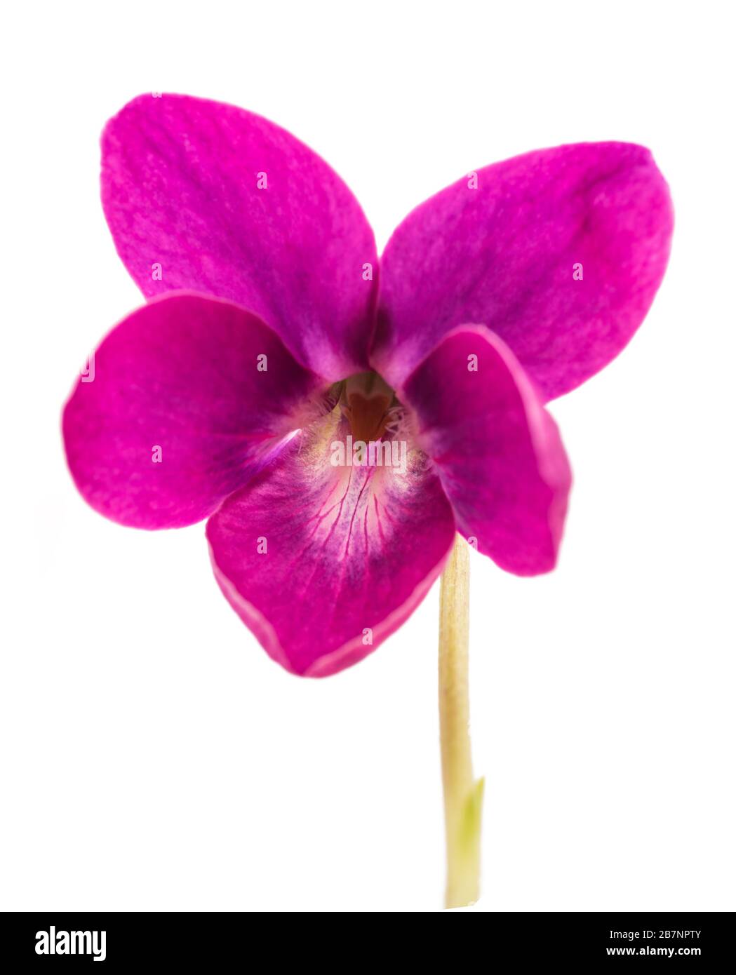 Viola odorata flores rojas de Encanto aisladas sobre blanco Foto de stock